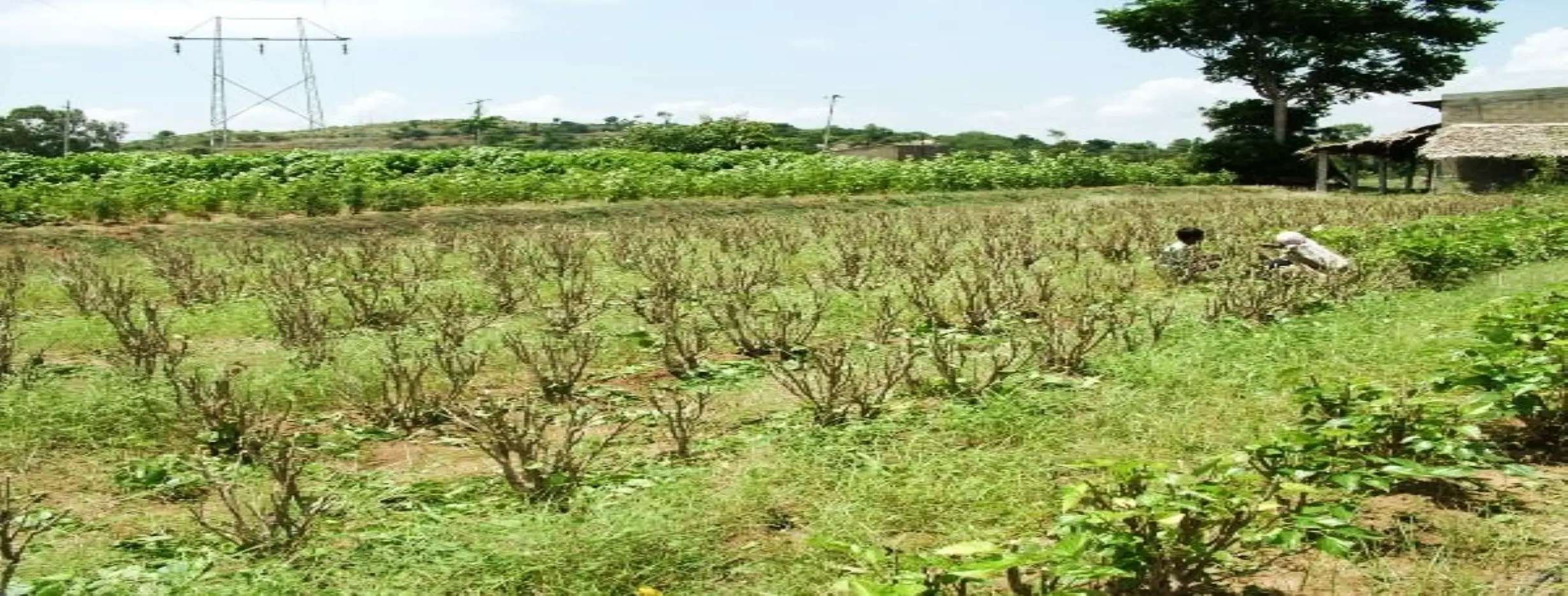 Image for Silk Farm Visit